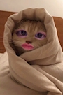 chiko
