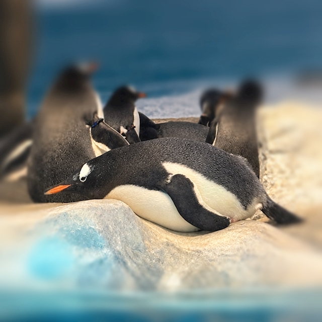 なな