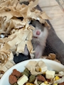 chiko