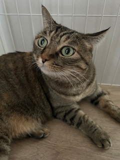 りおん