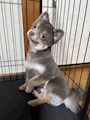 chiko