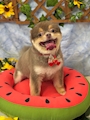 chiko