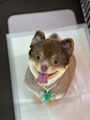 chiko
