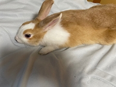 おやすみ🐰