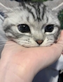 chiko