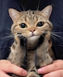 chiko