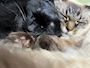 新着ブログ 愛猫🐈🐈‍⬛💕
