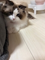 chiko