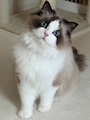 chiko