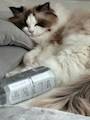 chiko