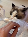 chiko