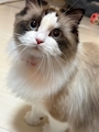 chiko