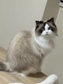 chiko
