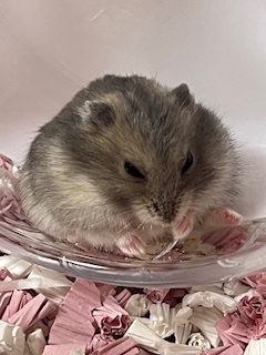 みゆ