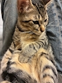 chiko