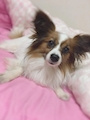 chiko