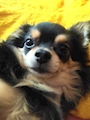 chiko