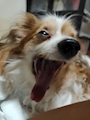 chiko