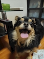 chiko