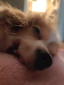 chiko