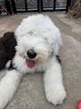 chiko