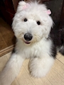 chiko
