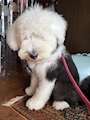 chiko