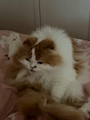 chiko