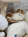 chiko