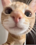 いぶき