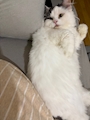 chiko