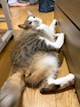 chiko