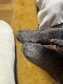 chiko