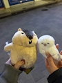 chiko
