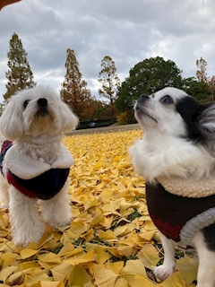 プロフィール写真4・れあ｜VENUS・ビーナス - 広島市（流川）のガールズバー