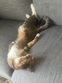 chiko