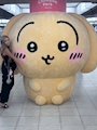 chiko