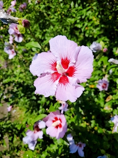 静香