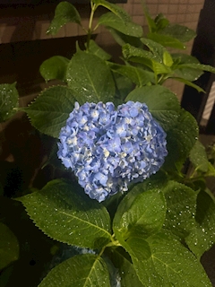 はな