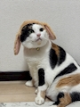 新着ブログ 7/1 おやすみ🪄ྀི