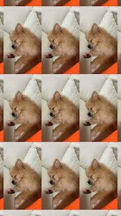 SHOKO