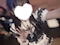 プロフィール写真2・ゆあ(蒲田Black cat)|BLACK CAT・ブラックキャット - 蒲田西口のガールズバー