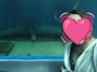ひめ