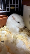 ももか