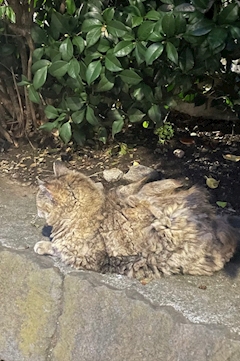 さな