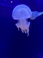 新着ブログ 毎日必死!