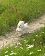 つかさ