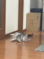 chiko