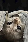 ふうか