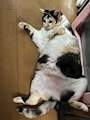 chiko